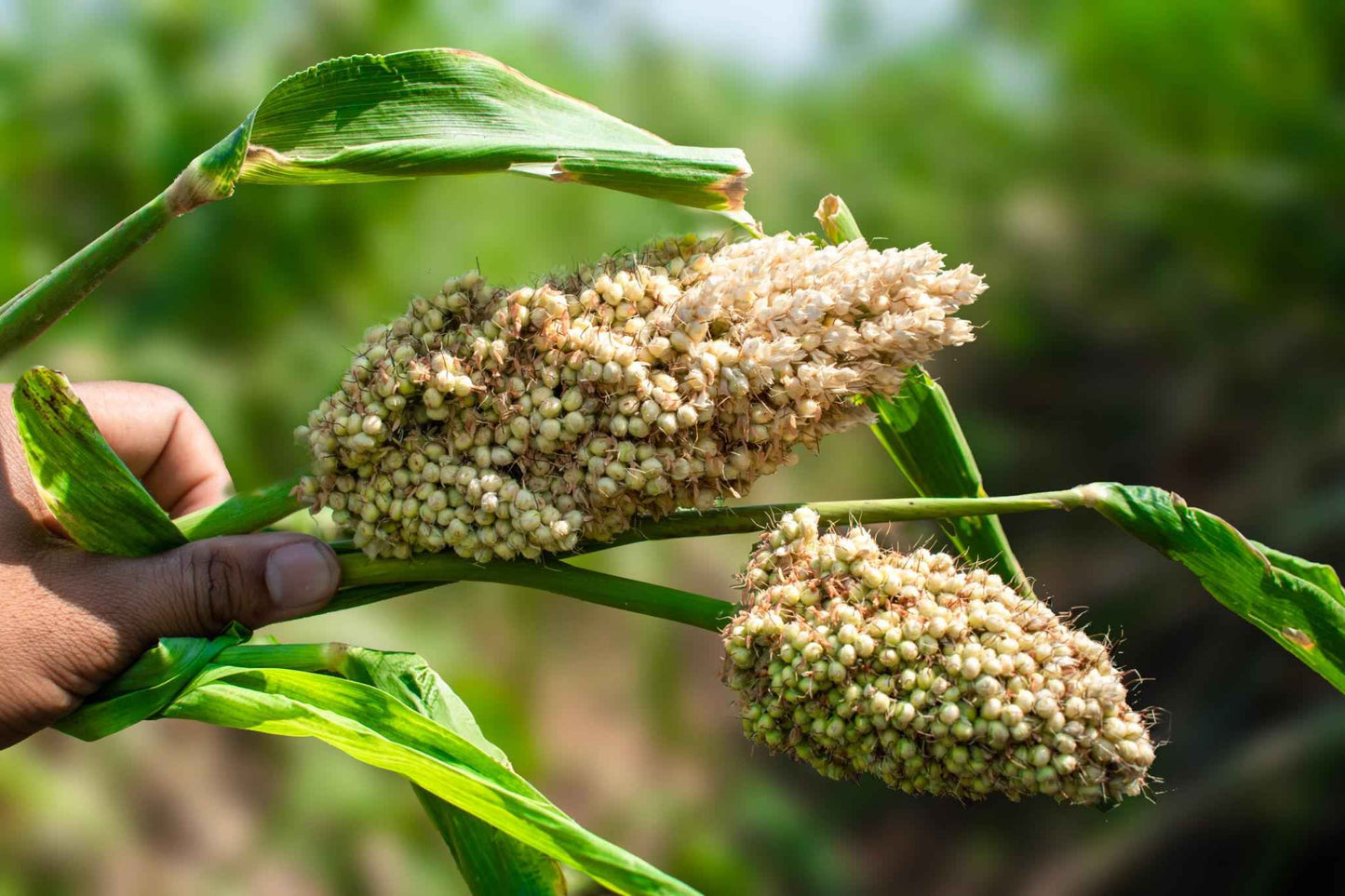 Sorghum Millet Cookies 160g